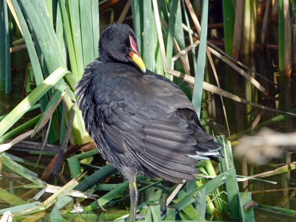 Tagua de frente roja (Fulica rufifrons)