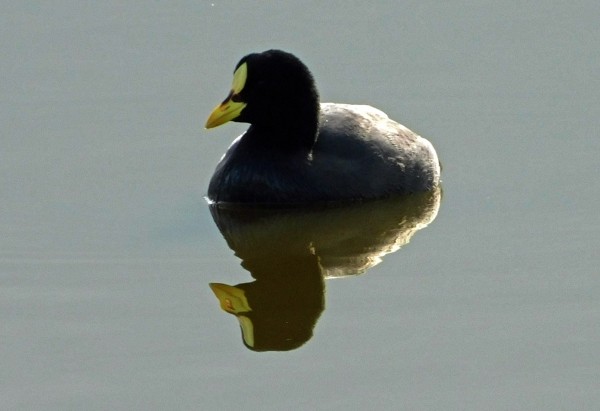 Tagua común (Fulica armillata)