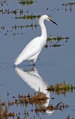 Garza chica (Egretta thula)