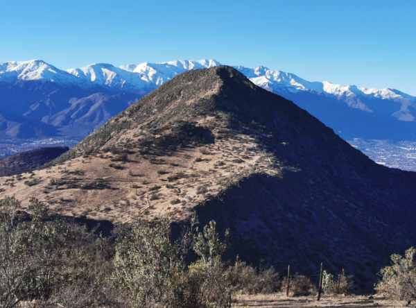 Manquehue del cerro El Peñón