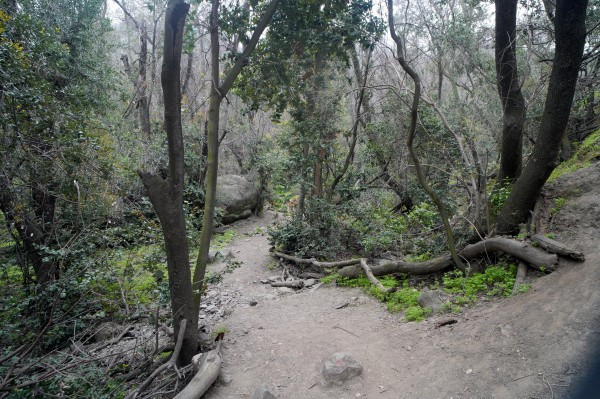 Todavía quedan bosques en Santiago