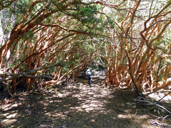 Bosque de arrayanes