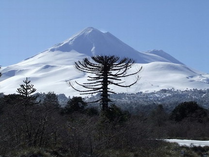 Camino al Llaima por Cherquenco