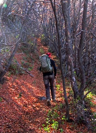 Sendero por el bosque