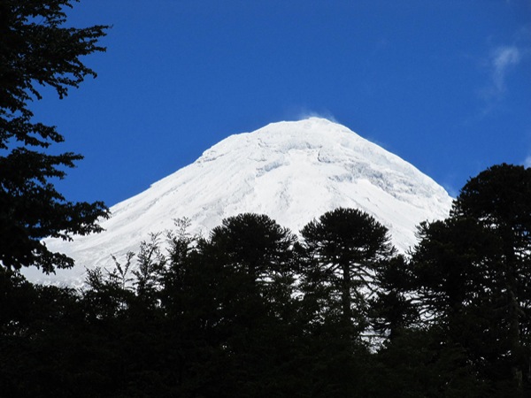 Lanín Tras Las Araucarias - Contraste