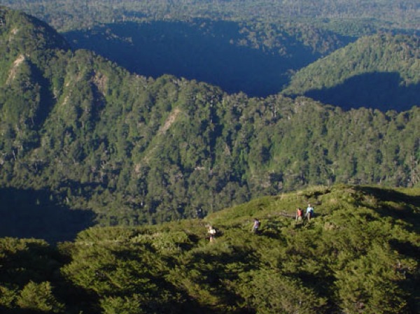 Bosques sobre el refugio