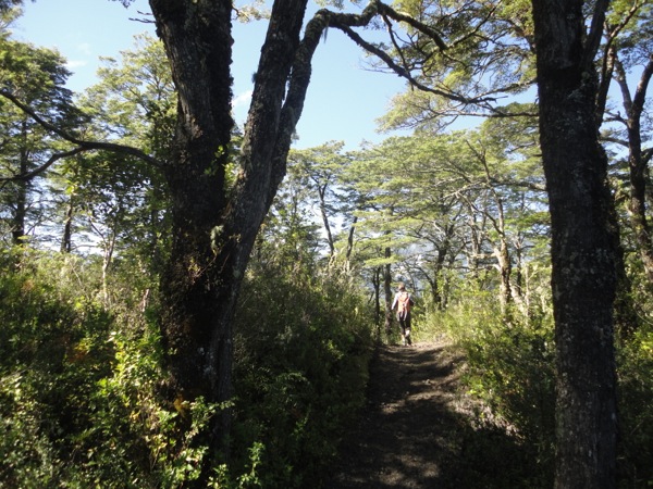 Segundo tramo de bosque