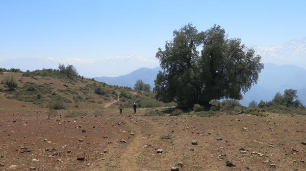 Alto del naranjo