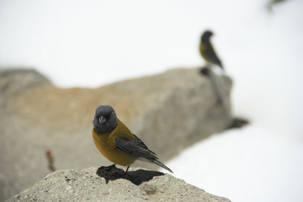 Avifauna del Monumento